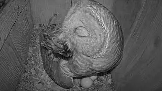 Bird Delivery Stashed By Female At The Barred Owl Nest &ndash; April 1, 2025