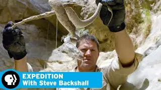 Finding a Carpet Viper | Ep 1: Oman - Desert Canyon | Expedition with Steve Backshall | PBS