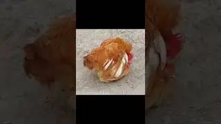 Fancy hen 🐓