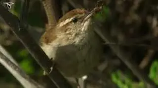 Bewick's Wren