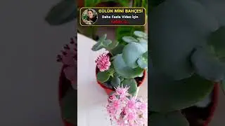 Sedum sieboldi-hylotelephium sieboldii#shorts