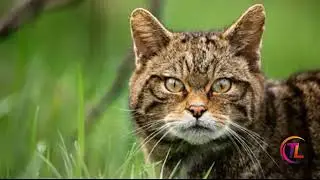 Once-extinct wildcats to make a comeback in England