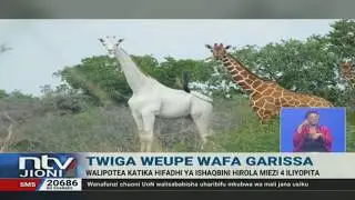 Mizoga ya Twiga weupe waliopotea katika hifadhi ya Ishaqbini Hirola yapatikana