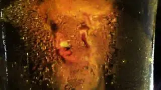 Guppy - Thunder Under the Mud