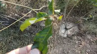 Hamelia patens Plantation &ndash; Firebush - Farm House - Engineer Ka Bagh #gardening #nature #farmhouse