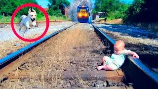 Animals SAVE People! Top 10 Animal Heroes Who Saved Lives!