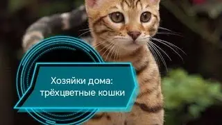 Характер трёхцветных кошек: темпераментные и загадочные#кот 