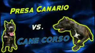 Presa Canario vs. Cane Corso