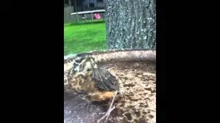 Baby Robin Cocoa
