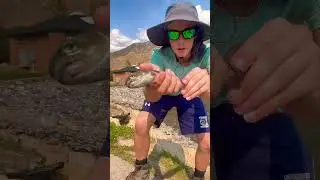 Catching the Rainbow Trout #fishing #bass #fish #bassfishing #troutfishing #usa #shorts #outdoors