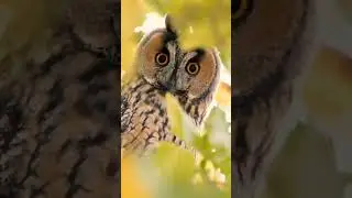 🦉#owl #owls #owl2021