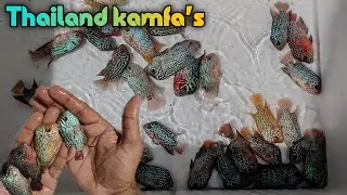 Top Grade 2.5 Inch Thailand Kamfa's | Ready for Sale! | தமிழ்