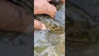 Channa punctata #fishing #youtubeshorts #viralvideo #fish #fishingfanatics youtube shorts video 🎣🎣🎣🎣