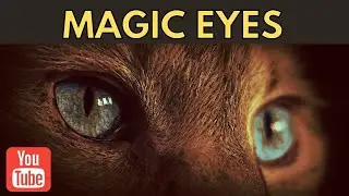 Why Do Cat&rsquo;s Eyes Glow in The Dark | Cats Facts