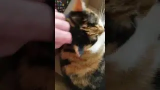 Zoomalia - Seresto flea collar