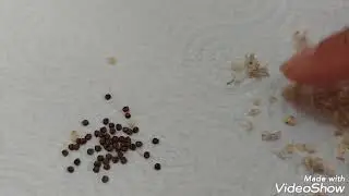 Asian ponysfoot(DICHONDRA)little tiny seeds.how to MULTIPLY #GARDEN#PLANTITAS