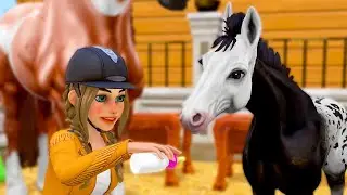 Star Equestrian - Breeding beautiful foals explained!