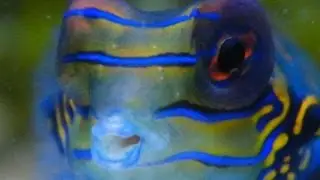 Mandarin Dragonets - Small mouths, Powerful Jaws