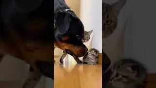 FEARLESS Mom Cat Defends Kitten From Huge Rottweiler! 😱