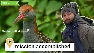 Slaty-breasted Rail || My targeted species! @rubenvlogs28@Mambla  @The_Times_of_Sikkim