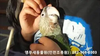 CAPE PARROT (Poicephalus robustus)