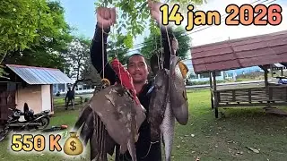 Lot of fish