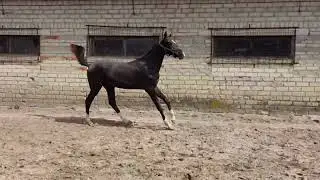 Hanuh Shael (Halil Shael - Heleney Shael), 1-year-old akhalteke colt