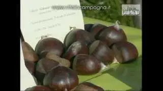 La conservazione delle castagne fresche