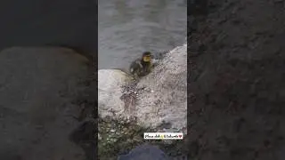 Cute moments caught on camera | Beautiful nature🥰 #viral #shorts