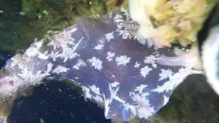 Sugar kelp, Saccharina latissima, Zuckertang with colonial bryozoan Electra pilosa