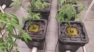 8 light RDWC new cycle Sunset sherbet Root Aphid battle episode 1