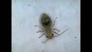 Black headed mirid bug filmed on digital microscope