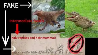 Darwins theory collapses ( fossils refute evolution )