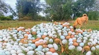 wow wow amazing! pick a lot of eggs on the hive under a tree pick by hand