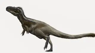 | Daspleteosaurus torosus | DinoBio #9
