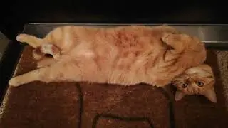 Кошка Пухля на коврике