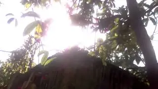 The Jamaican Doctor Bird