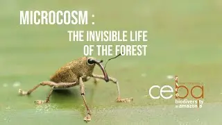 Microcosm &ndash; The Invisible Life of the Forest