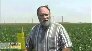 Potato psyllid control study