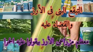 التبقع البنى فى الأرز من أخطر الأمراض التى تصيب الأرز وتسبب خسارة للمحصول يبقى لازم المكافحة بسرعه