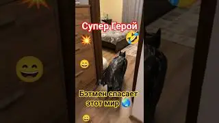 Бэтмен спасает этот мир 🌏🔥. #врекомендации #юмор #love #бэтмен #супергерой #кот #cat #прикол #угар