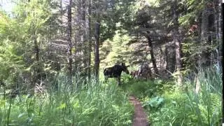 Isle Royale National Park - Tobin Harbor Trail