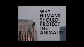 Bird Majesty In English| AWBP Trust | film by Lakshman Molleti