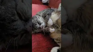 Brushing my mothers sweet cat, he loves it 🥰