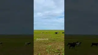 Валентина Ильцаранова❣️🌷🐑#kalmykia #калмыкия #love  #элиста