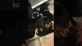 Cuddling with Bernese Mountain Dog Puppies is the best #bernesemountaindog #puppy #bernesepuppy