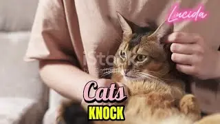 15 JUL 25 C - Why Cats Knock Things Over: Fun Science Explained