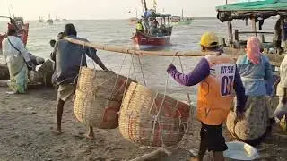 Umargam harbar || Umargam beach 🏖️ || માછલા નુ વેચાણ જુઓ || Veraval fishing video || #fishing #fish 