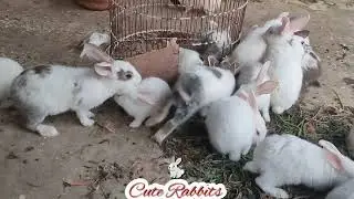 खरगोश के बच्चे एक साथ खाते में बहुत प्यार े लगते हैं 🐰🐇👌😘 animals Family cuteness