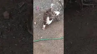 BABY TURKEY BATTLE HA! #turkey #battle